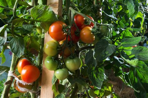 How To Maintain Healthy Tomatoes .